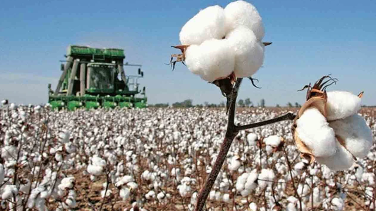 سندھ میں کپاس کی پیداوار پنجاب سے 16 فیصد زیادہ [Draft]