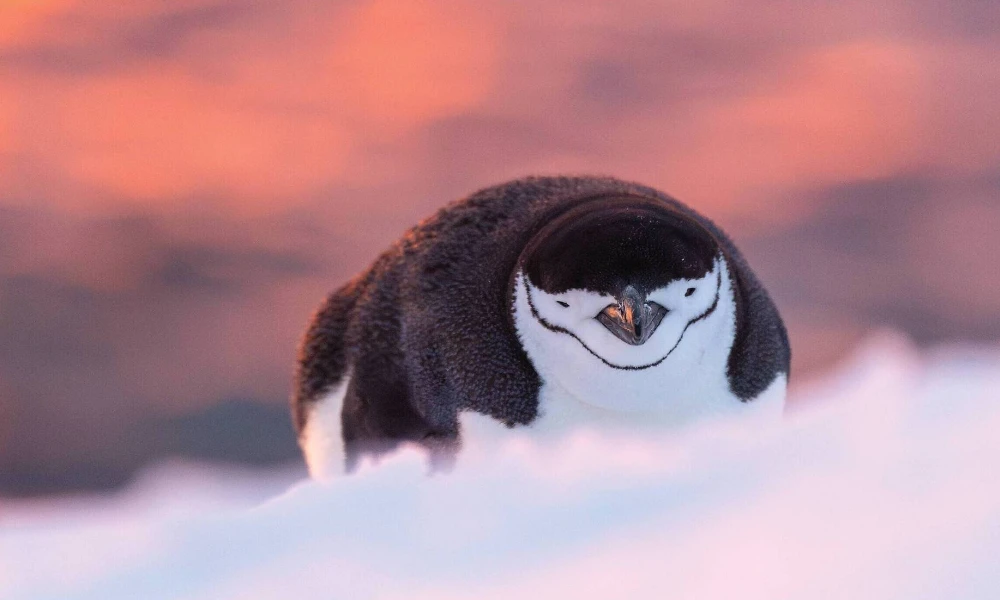 پینگوئن کی 4 سیکنڈ کی نیند نے سائنسدانوں کو حیران کر دیا [Draft]