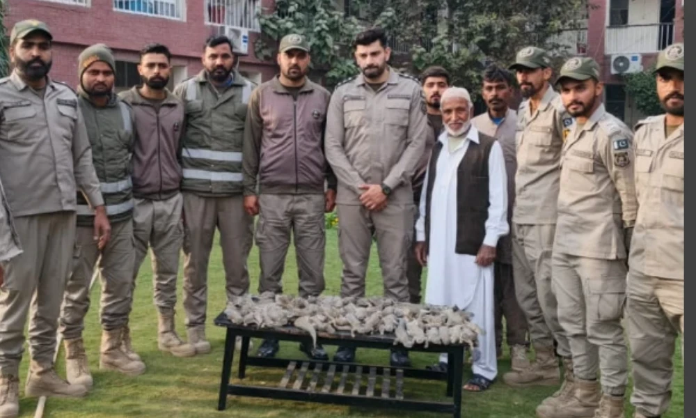 کوٹ لکھپت: صحرائی چھپکلیوں کی غیر قانونی تجارت کی بڑی کھیپ پکڑی گئی [Draft]