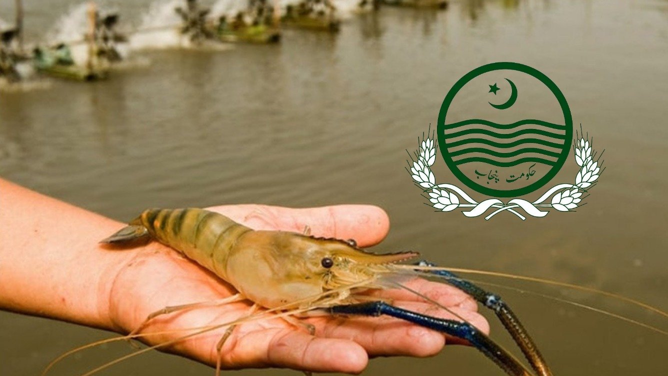 پنجاب میں 13 ارب روپے کے جھینگا فارمنگ منصوبے کا آغاز