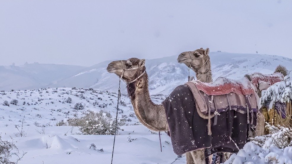 سعودی عرب میں غیر معمولی برفباری: موسمیاتی تبدیلی کا اثر