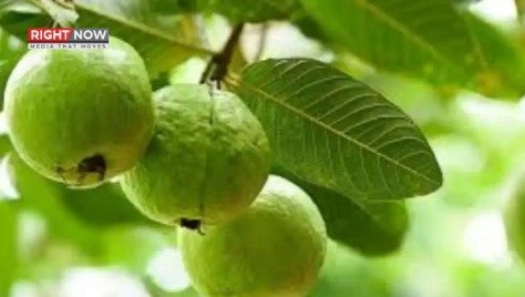 امرود کے کچے یا پکے ہونے کی درست پہچان کیسے کریں