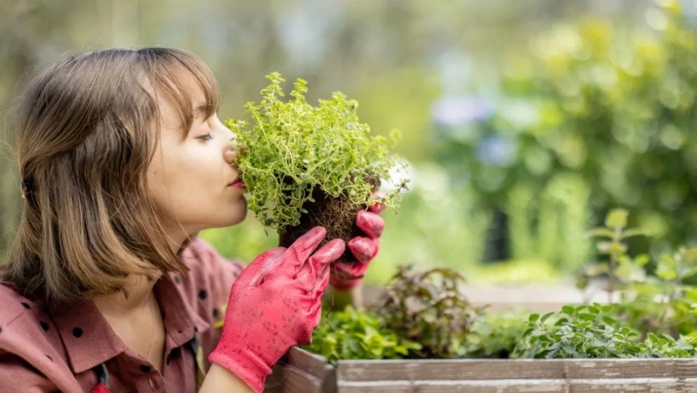 گھر میں گارڈننگ: خوبصورتی، سکون اور تازگی کا ذریعہ