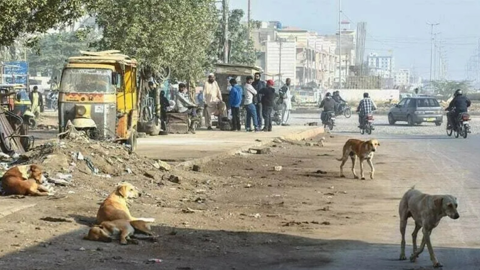 کراچی میں ریبیز کا شکار لڑکے کی موت، سندھ میں کیسز بڑھ گئے