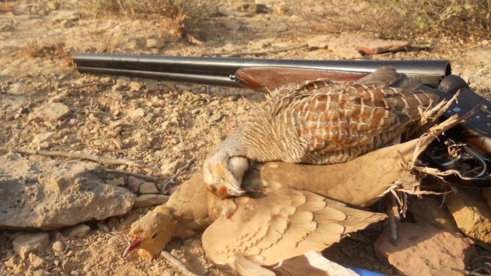 پنجاب میں جنگلی حیات کے تحفظ کی کارروائیوں میں نمایاں کامیابی