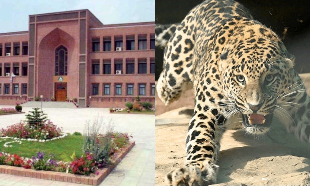 اسلام آباد: اسلامی یونیورسٹی میں تیندوا داخل، طلبہ میں خوف