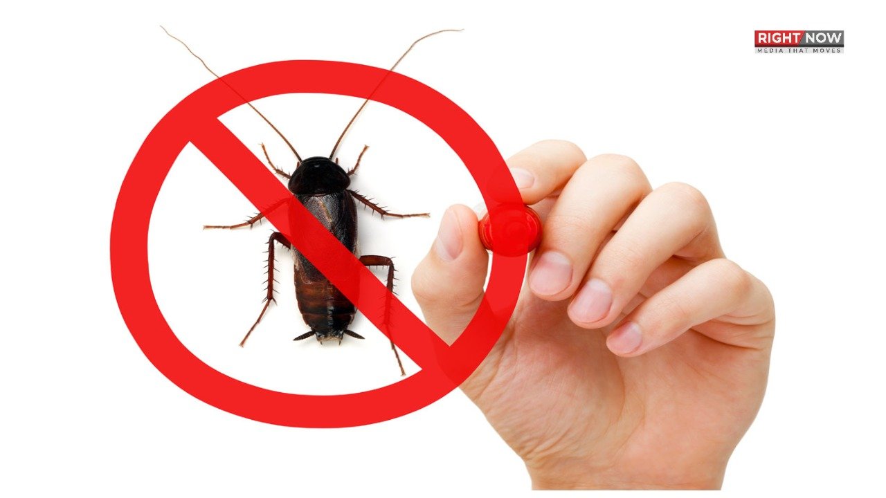 سردیوں میں کاکروچ سے نجات کے مؤثر طریقے