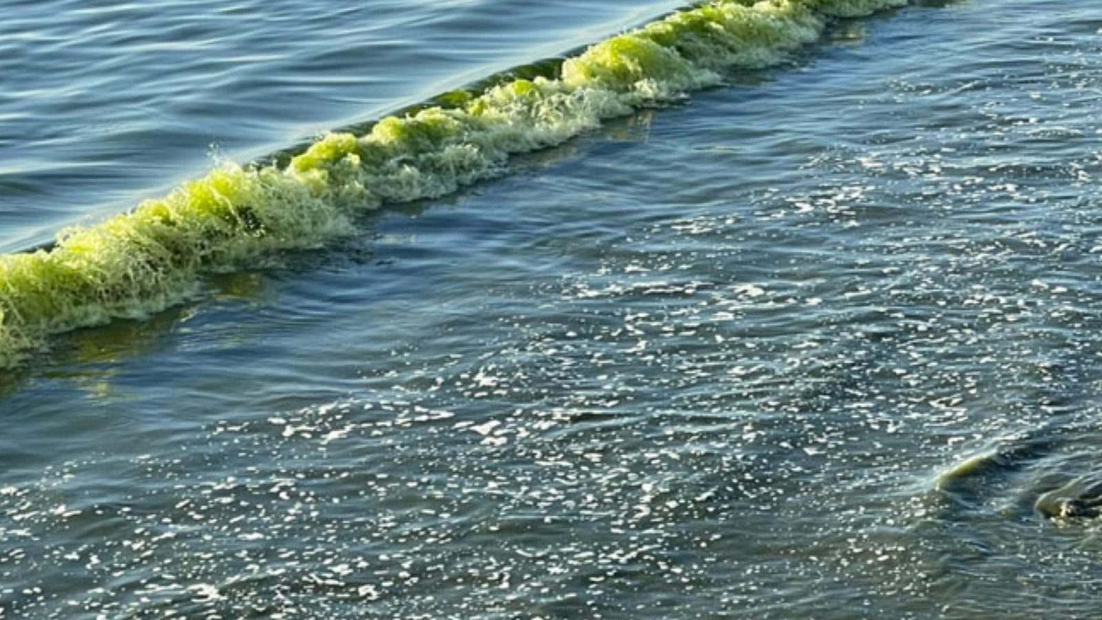 پسنی تا جیوانی سمندر کا پانی سبز، وجہ قدرتی عمل