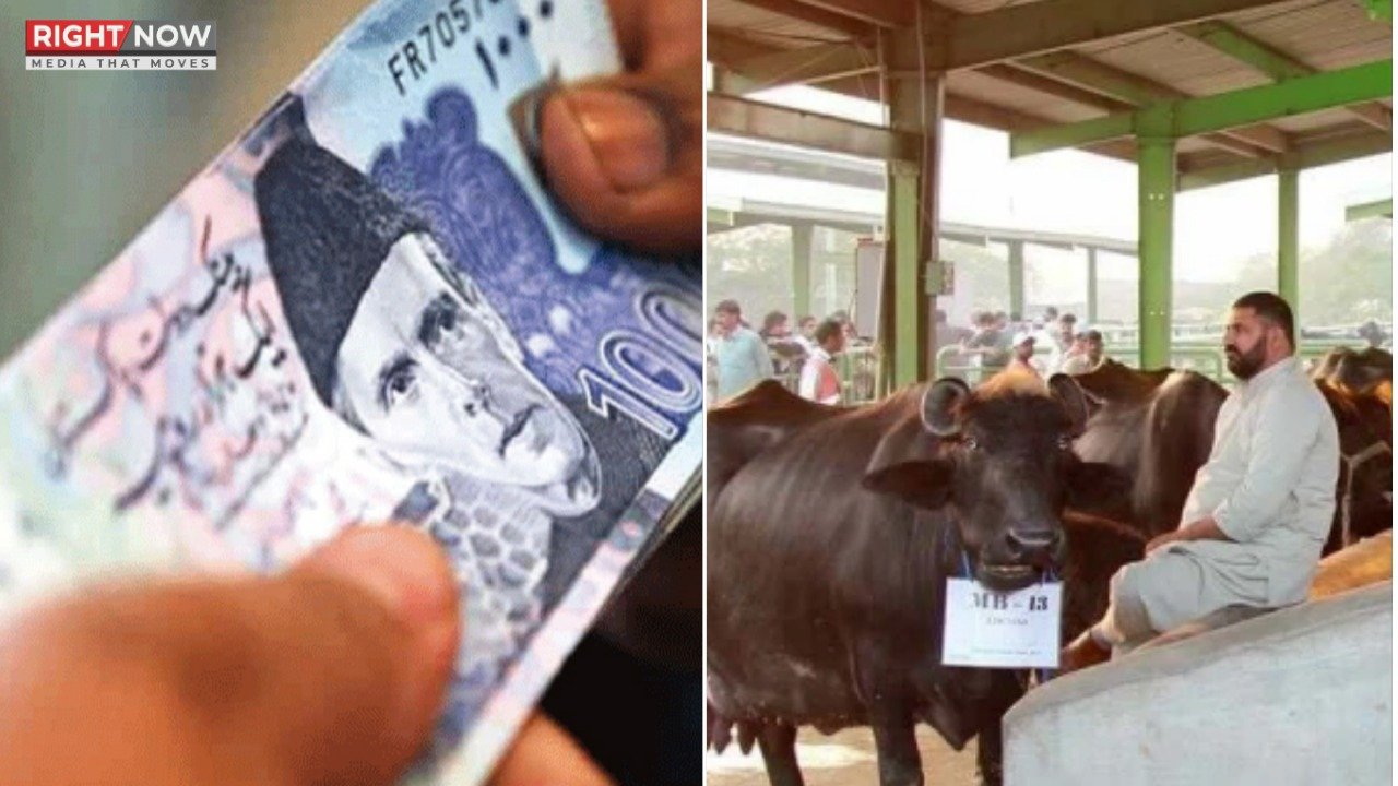 پنجاب کیٹل کمپنی میں مالی بے ضابطگیوں کا انکشاف