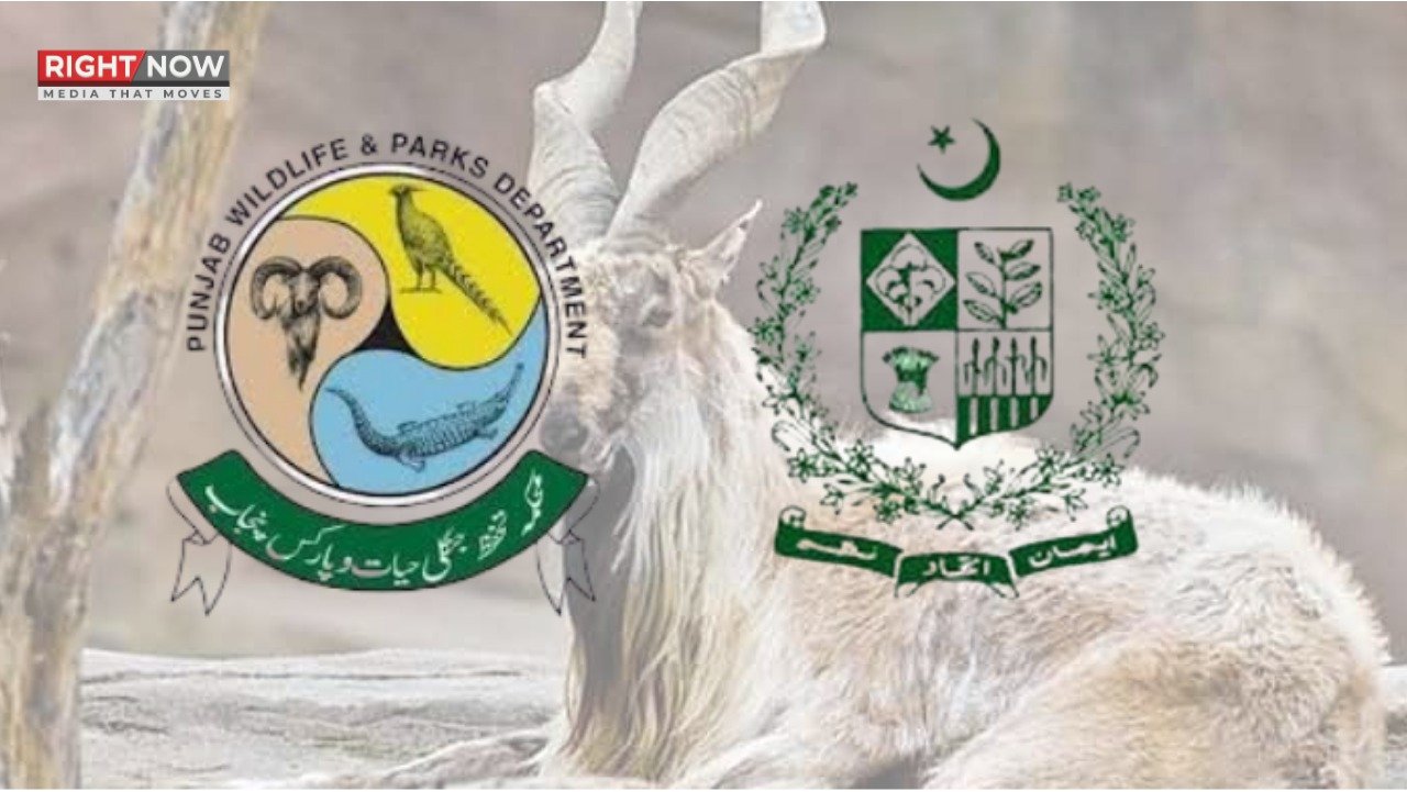 خیبرپختونخوا میں مارخور ٹرافی ہنٹ پر وفاق اور صوبے کا تنازع