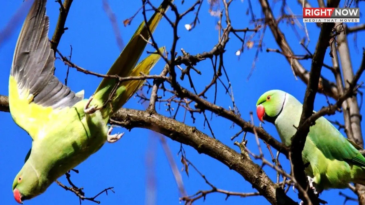 پنجاب میں گھریلو طوطوں کی ڈیکلیئریشن کی مہلت میں توسیع