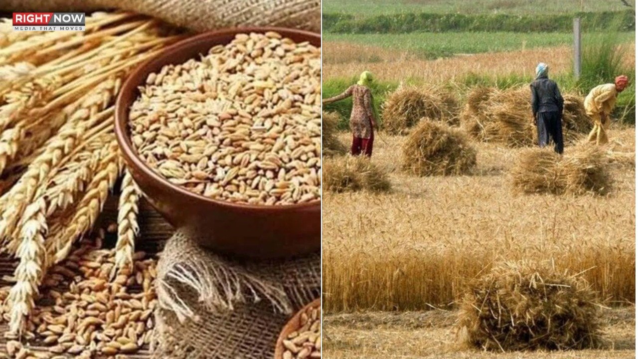 گندم کی کاشت میں بہتری، وافر ذخائر کی موجودگی کا دعویٰ