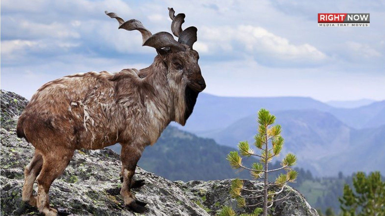 چترال میں روسی شہری نے 68 ہزار ڈالر میں مارخور کا شکار کیا