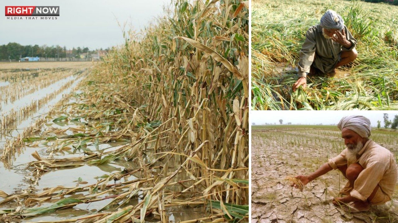 پنجاب میں سیلابی نقصانات سے زراعت بحران کا شکار