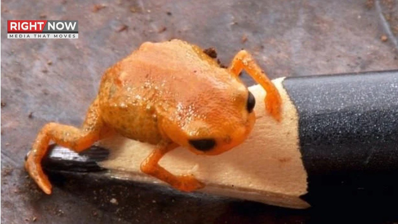 برازیل میں نارنجی مینڈک کی نئی قسم کی دریافت