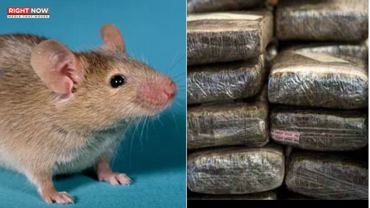 بھارت: چوہے 200 کلو چرس کھا گئے، ملزم بری