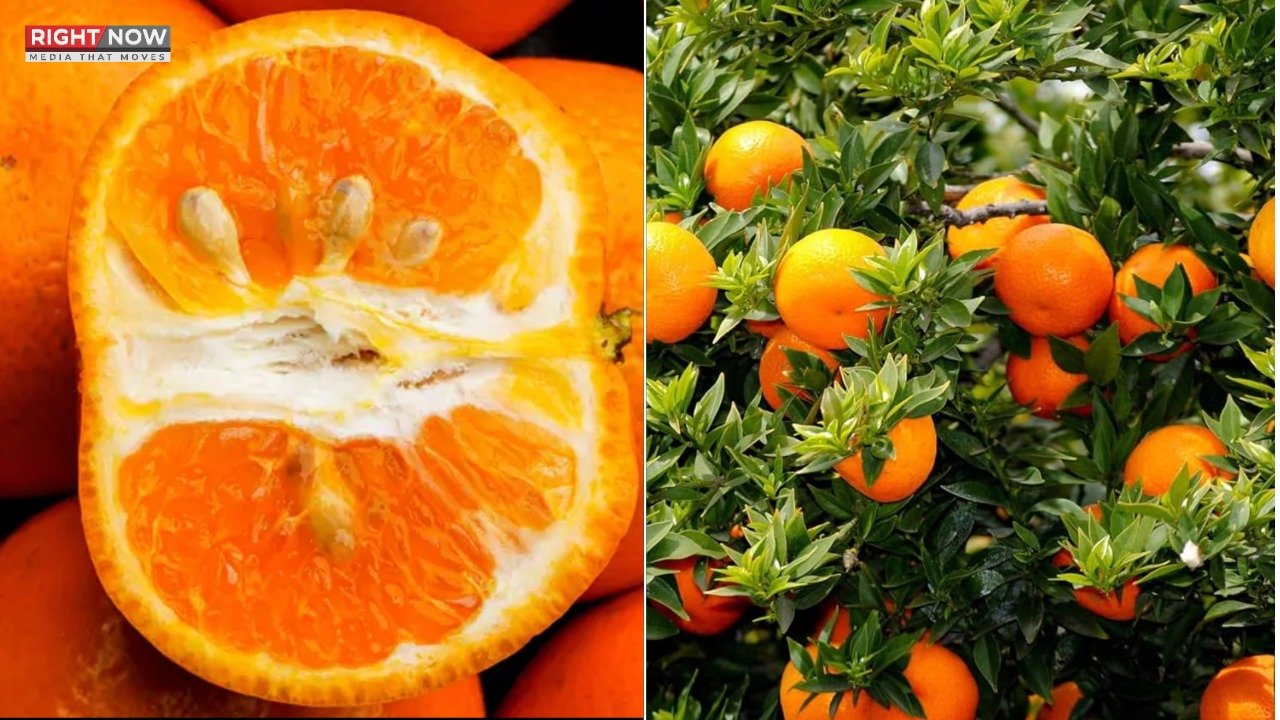 کینو روزانہ کھانے کے صحت پر مثبت اثرات