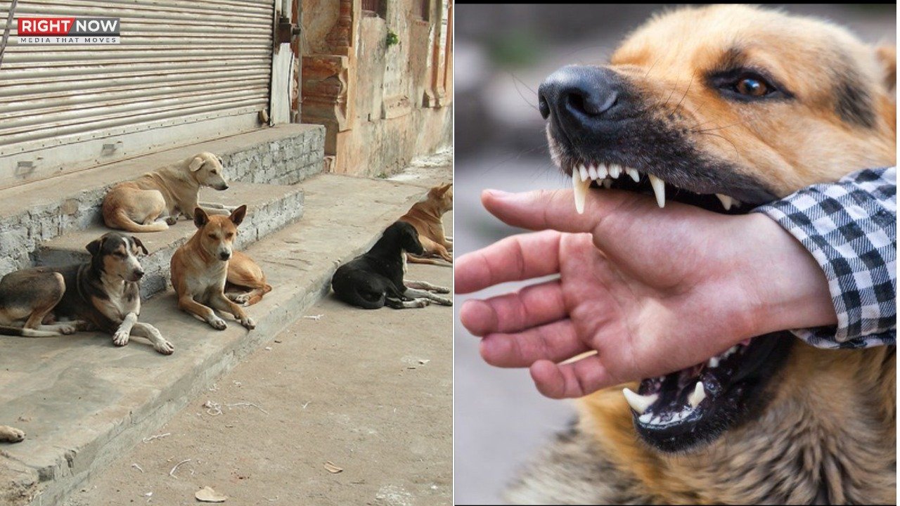 کراچی میں آوارہ کتوں کے حملے، 5 دن میں 300 کیسز رپورٹ