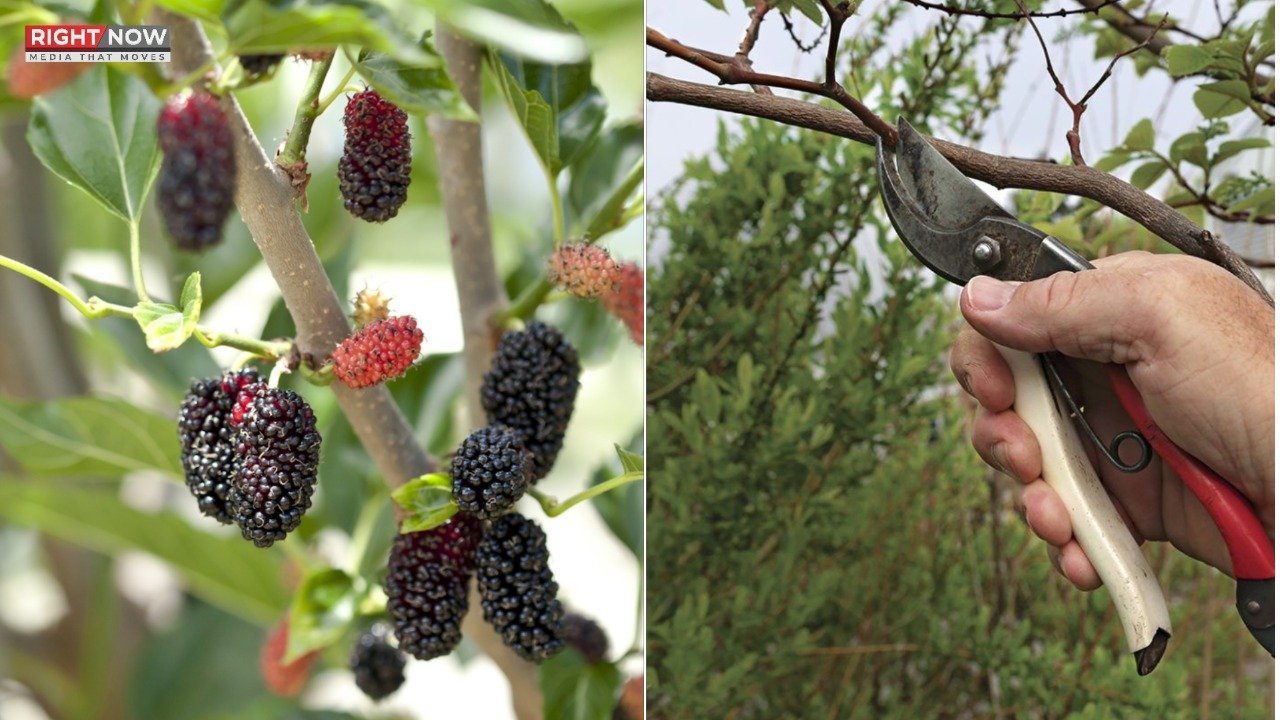 اسلام آباد: جنگلی شہتوت کے درختوں کی کٹائی کے دوران غلطی