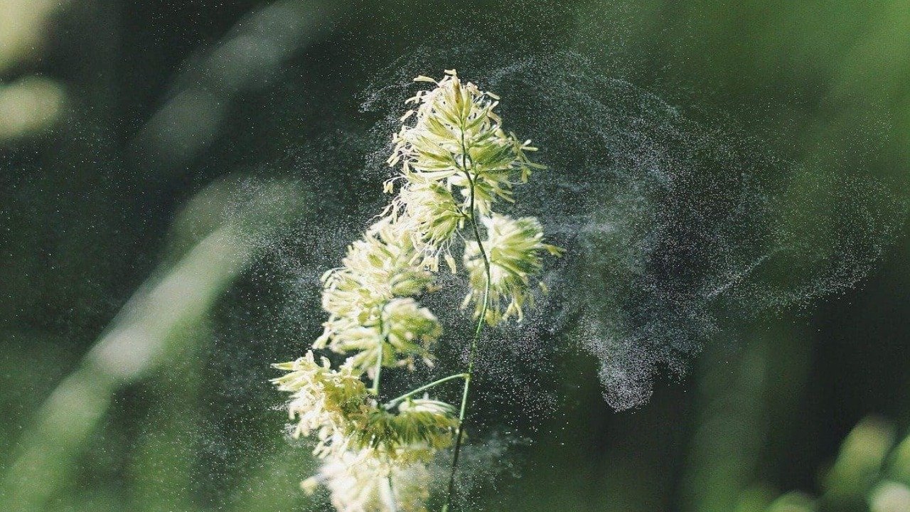 اسلام آباد میں پولن الرجی کے 29 ہزار درخت ہٹائے گئے