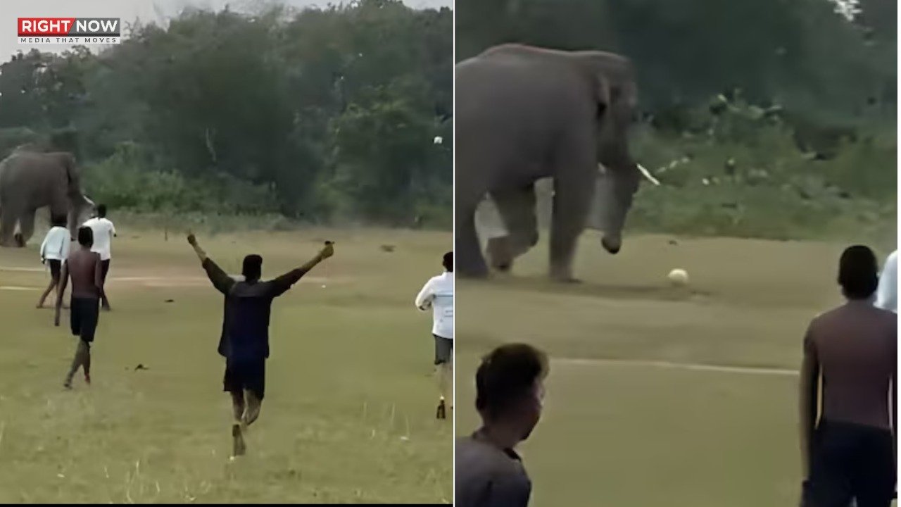 بھارت میں فٹبال کھیلتا ہاتھی، ویڈیو نے دھوم مچادی