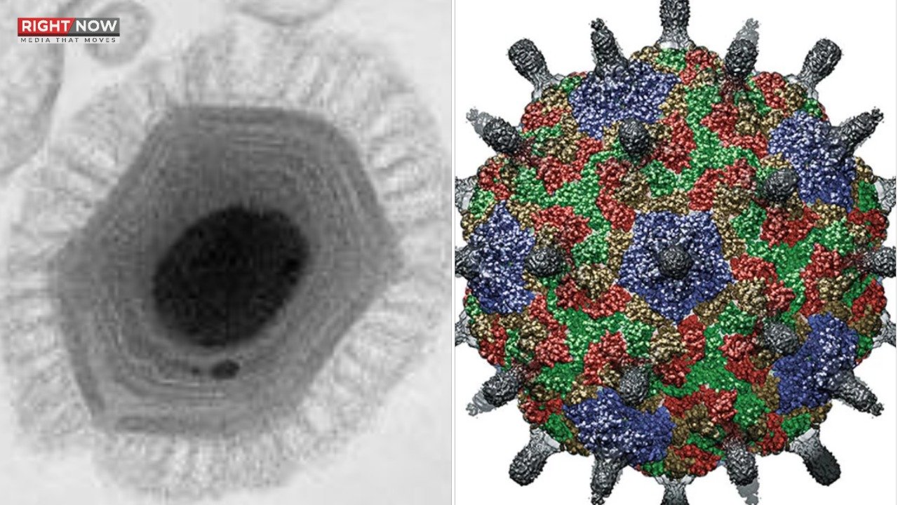 پرانے وائرسوں کی نئی شکلوں کا 2026 میں عالمی خطرہ
