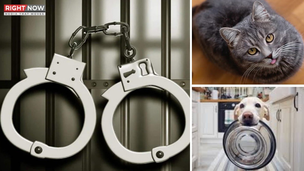 لاہور میں جانوروں کو بھوکا قید رکھنے والے تین افراد گرفتار