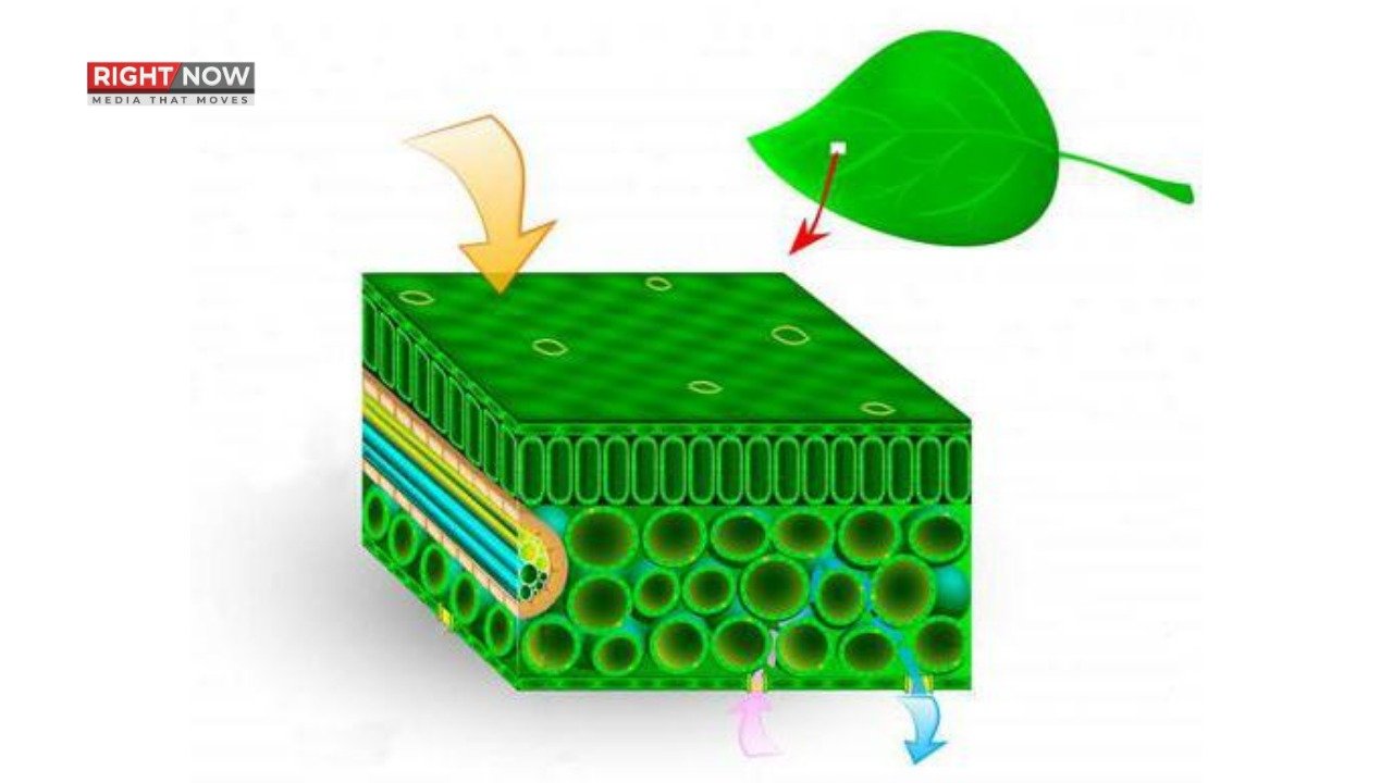پودوں کے سانس لینے کا عمل پہلی بار رئیل ٹائم میں دیکھا گیا