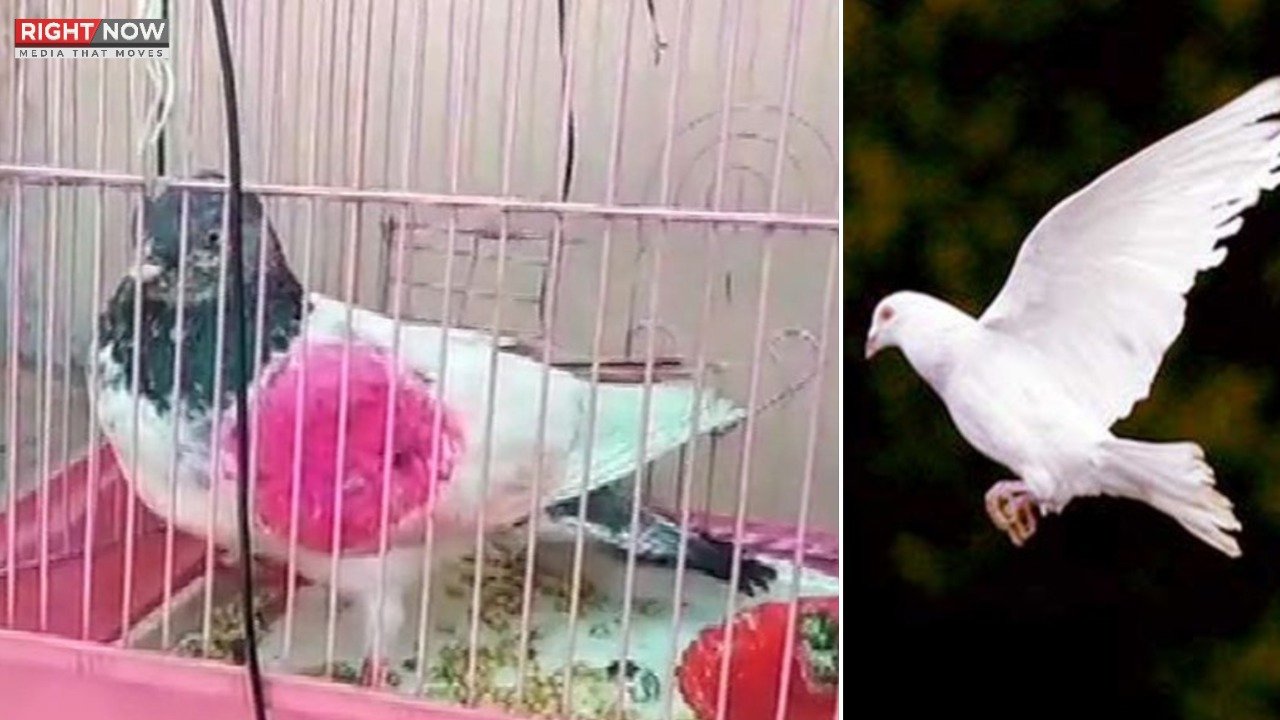 بھارت میں پاکستانی جاسوس کبوتر کی گرفتاری پر تفتیش جاری