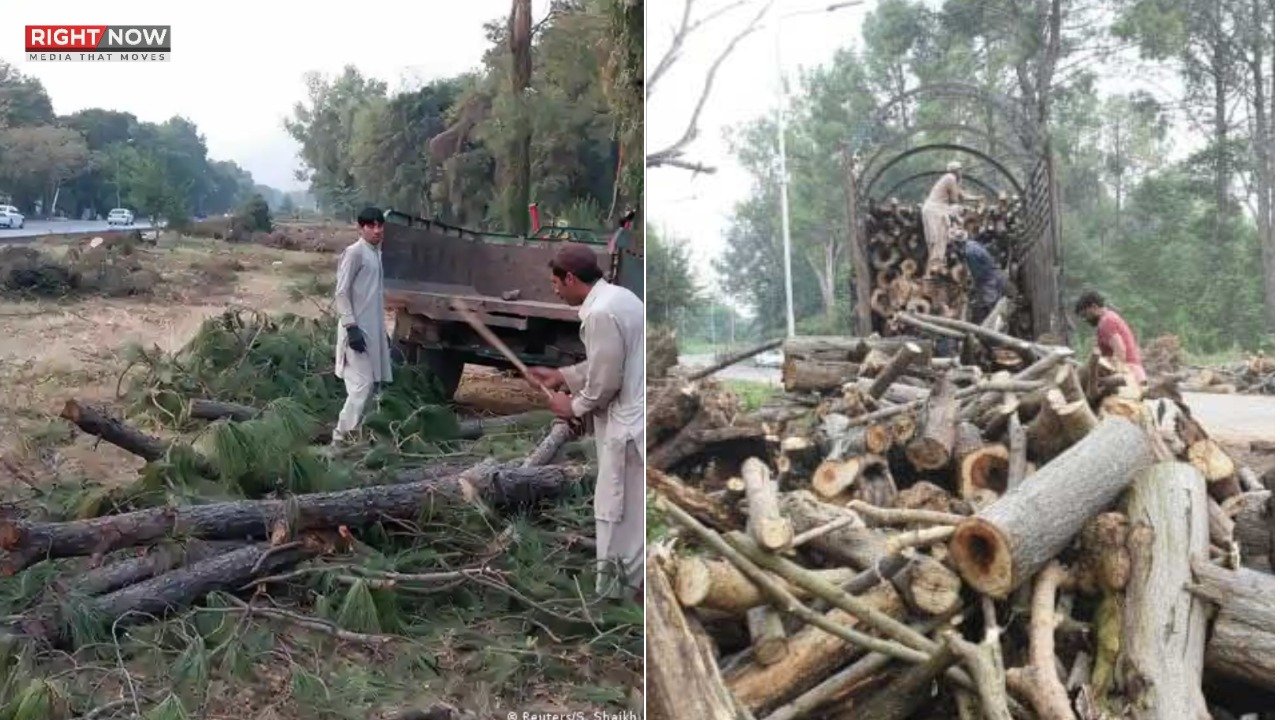 اسلام آباد میں درختوں کی بے دریغ کٹائی، سینیٹر مشتاق کی تشویش