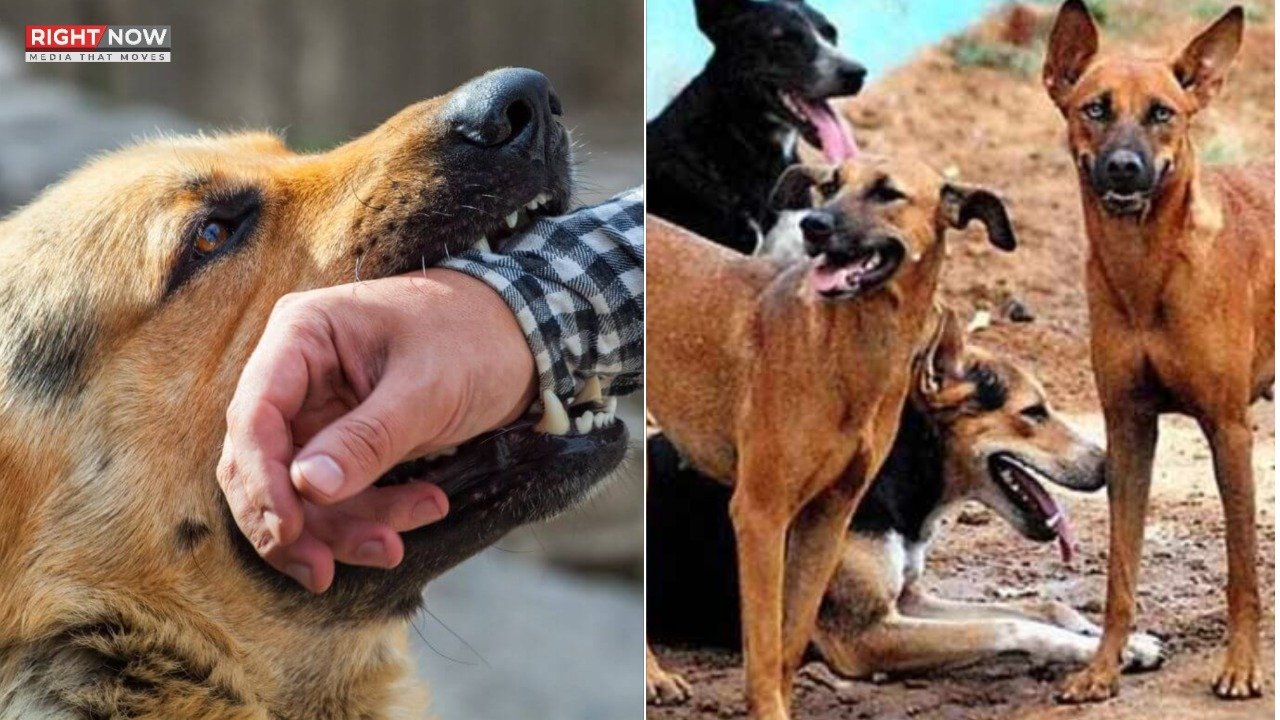 سندھ میں 2025 میں کتوں کے کاٹنے سے 22 ہلاکتیں، 29 ہزار زخمی