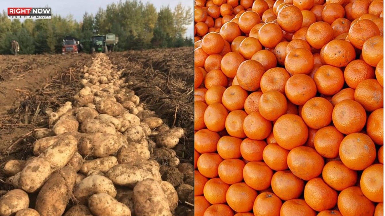 پنجاب کی کاوشوں سے کینو اور آلو کی برآمدات میں آسانی