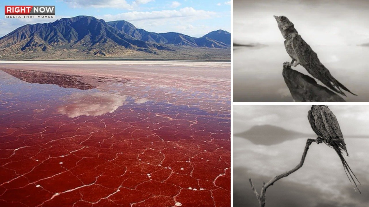 تنزانیہ کی جھیل ناٹرون جس کو چھونے والا پتھر بن جاتا ہے