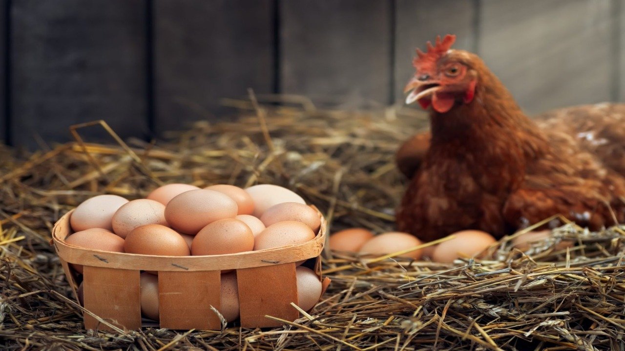 لاہور میں مرغی اور انڈوں کی قیمتوں میں ہوشربا اضافہ