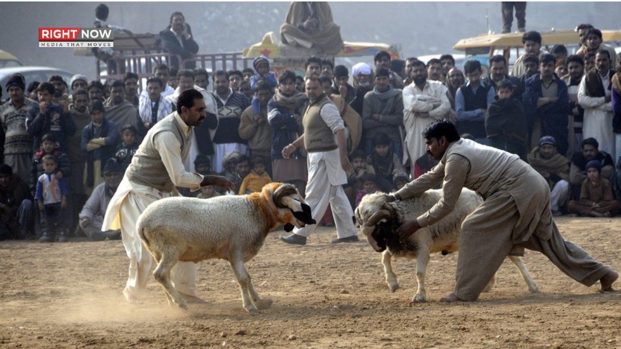 دیر بالا میں دنبوں کی لڑائی پر مقدمہ درج