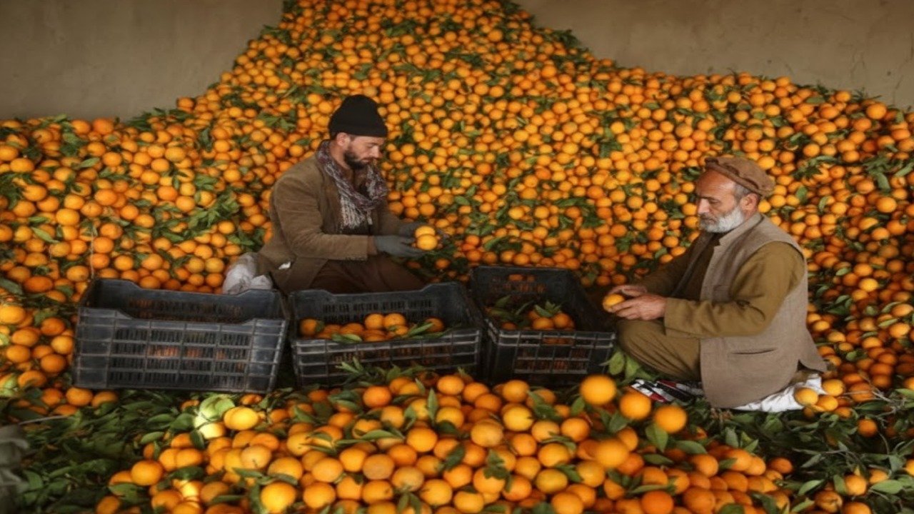 افغان مارکیٹ بند، کینو برآمدات سے 4 کروڑ ڈالر کا زرمبادلہ