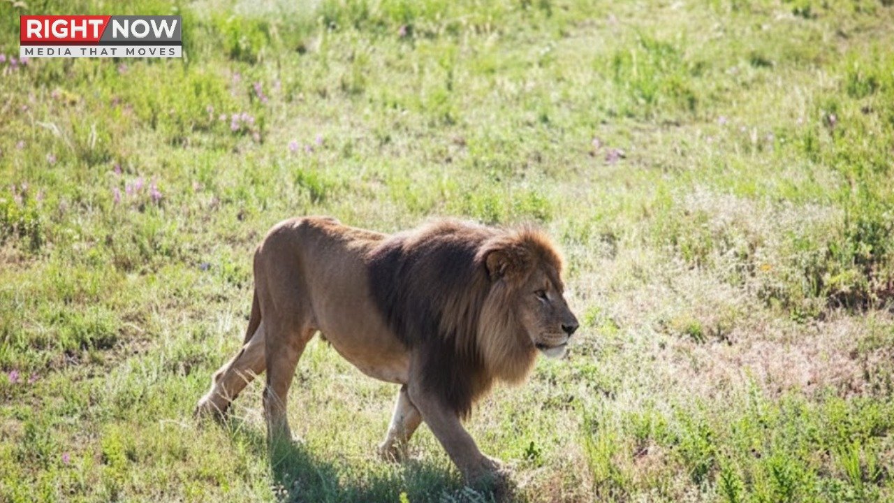 لاہور میں 11 شیروں کی برآمدگی، وائلڈلائف رینجرز کی کارکردگی پر سوالات
