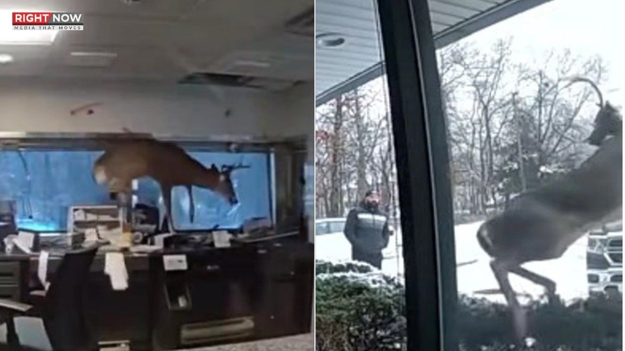 نیویارک کے بینک میں ہرن کی آمد سے ہنگامی صورتحال