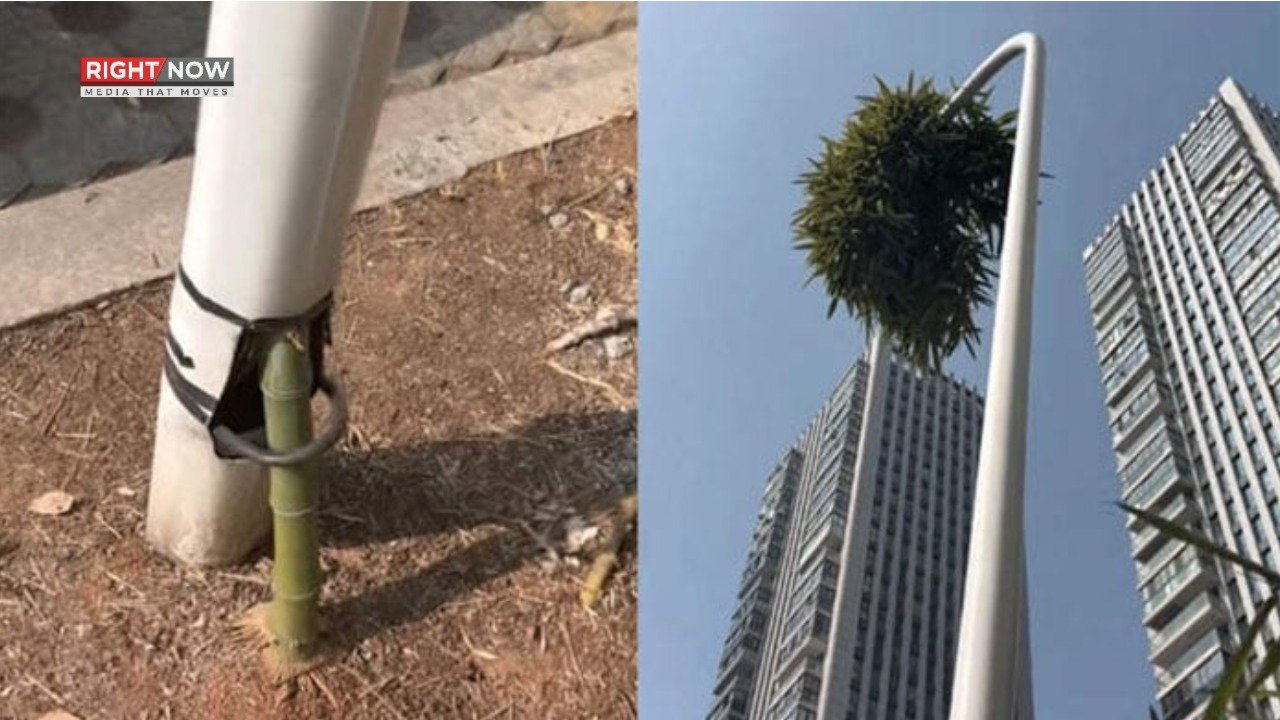 چین میں اسٹریٹ لائٹ کے کھمبے میں بانس کا پودا اُگ آیا