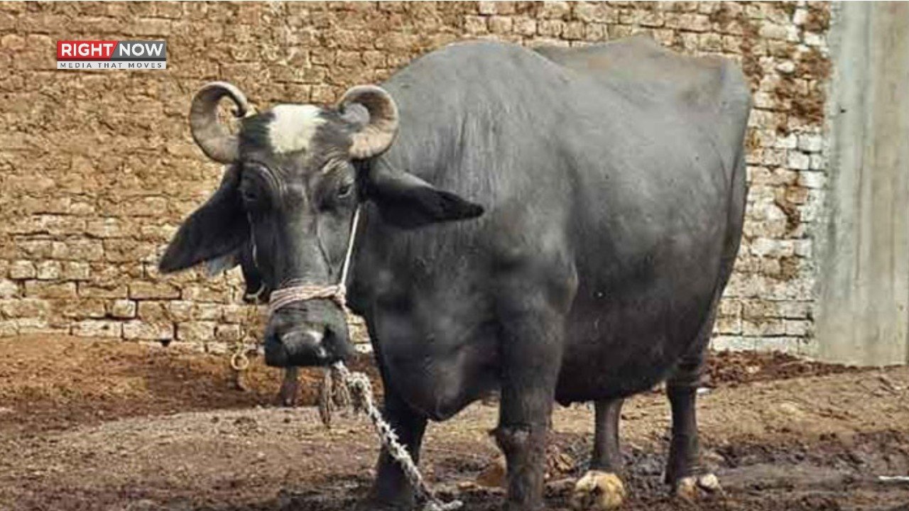 بہاولپور میں زمیندارنےفصل میں گھسنےپربھینس کی ٹانگیں کاٹ دیں