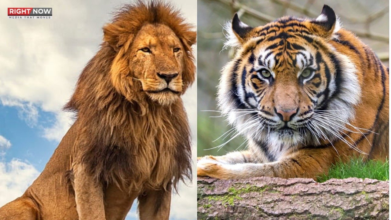 پنجاب میں 29 شیر اور ٹائیگرز برآمد، عوامی تحفظ کو خطرہ