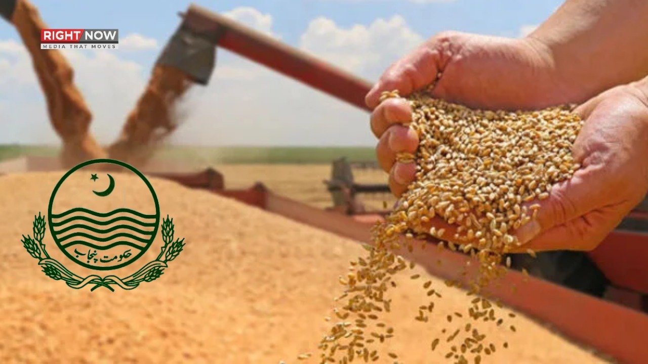 پنجاب میں گندم خریداری کی نئی پالیسی منظور، نجی شعبہ براہِ راست کسانوں سے گندم خریدے گا