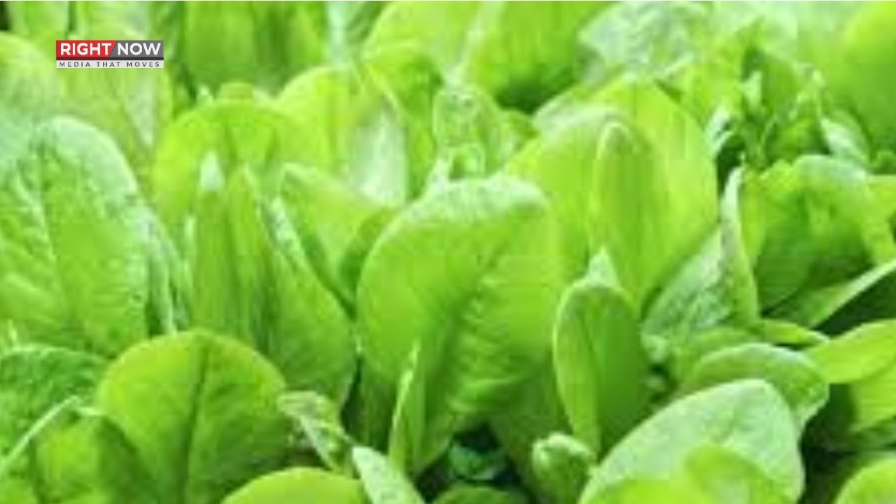 پالک کے بہترین استعمال کا طریقہ، بلانچ کرکے سوپ بنائیں