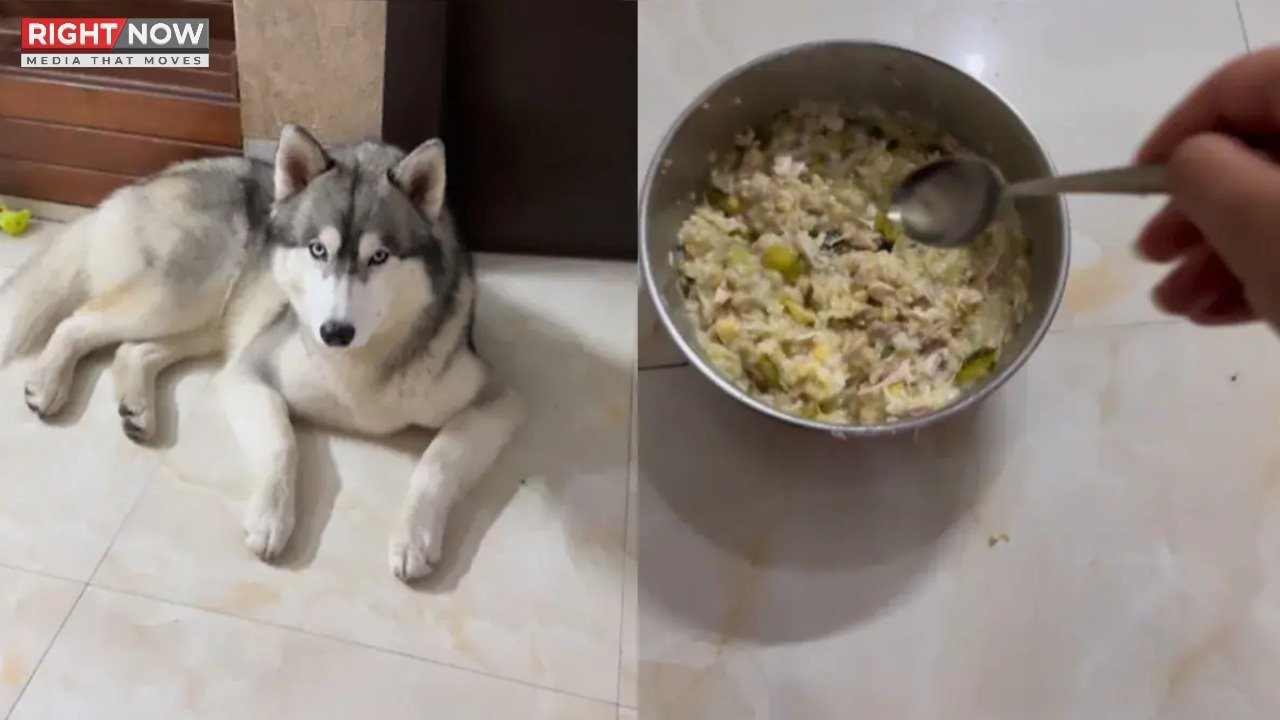 سائبیرین حسکی کتے کا گھی کے بغیر کھانا کھانے سے انکار