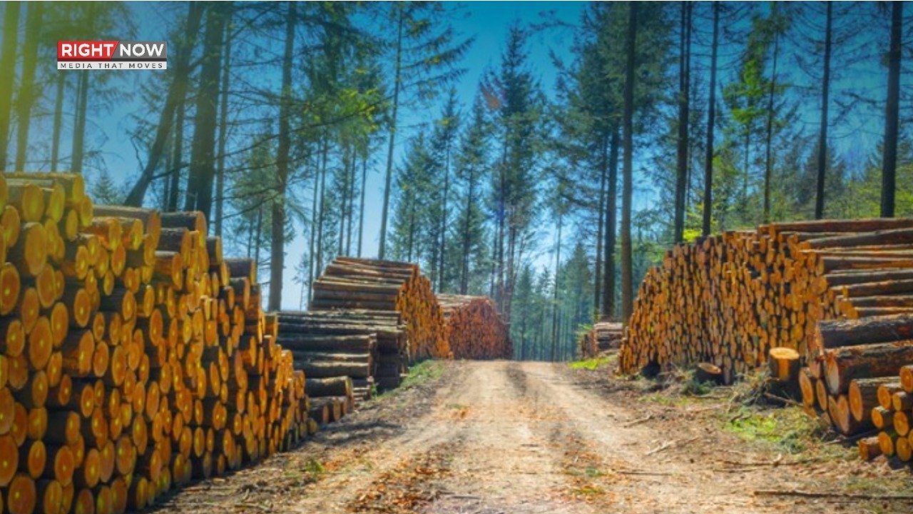 سندھ کے جنگلات کی کٹائی سے ماحولیاتی توازن بگڑ رہا ہے