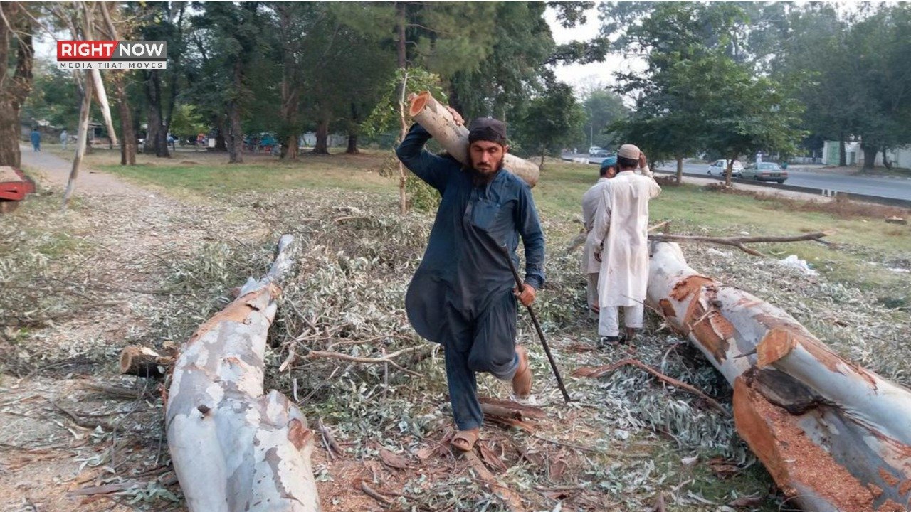 اسلام آباد میں درختوں کی کٹائی پر اہم عدالتی پیش رفت