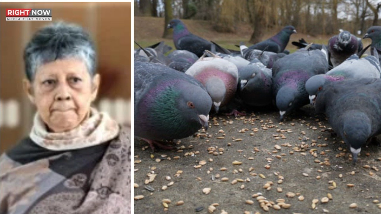 سنگاپور میں پرندوں کو دانا ڈالنے پر بزرگ خاتون پر جرمانہ