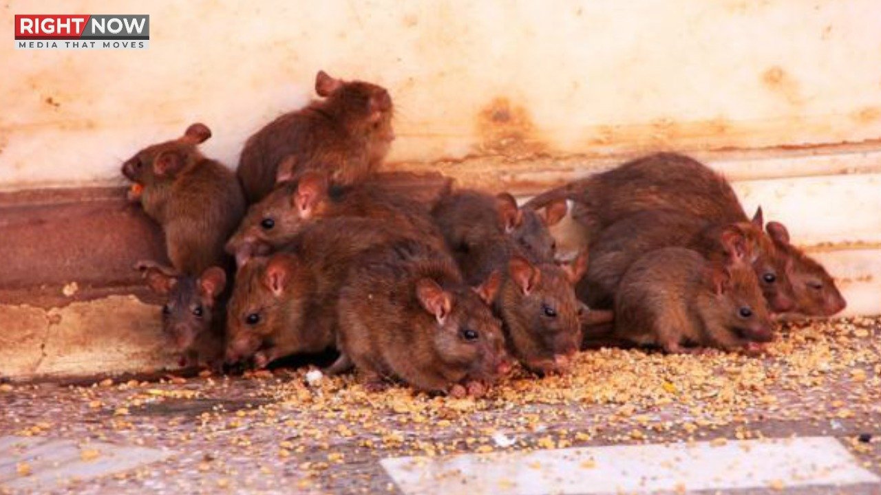 پشاور میں چوہوں کی بڑھتی تعداد پر شہریوں کی درخواست