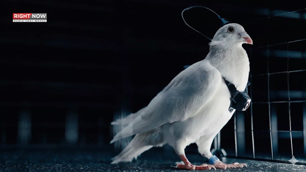 روسی کمپنی کا کبوتروں کو نگرانی والے ڈرون میں بدلنے کا دعویٰ