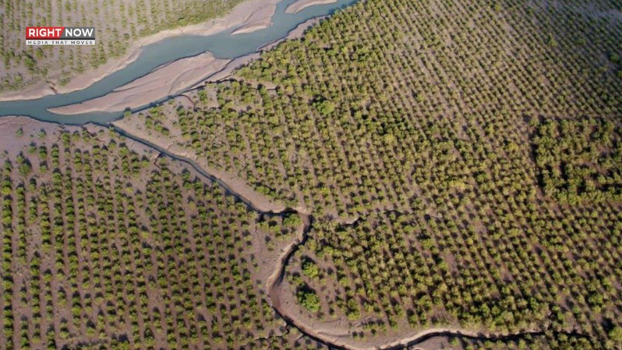 انڈس ڈیلٹا کا 4 لاکھ ایکڑ رقبہ محفوظ جنگل قرار